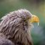 Profile photo of eagle casino loyal player Rachel K from Seattle Washington