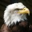 Profile photo of eagle casino new player Marcus D from Houston Texas